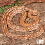 Adult Tessera Het Amel Cornsnake For Sale - Underground Reptiles