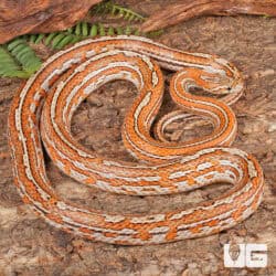 Adult Tessera Het Amel Cornsnake For Sale - Underground Reptiles