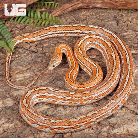 Adult Tessera Het Amel Cornsnake For Sale - Underground Reptiles