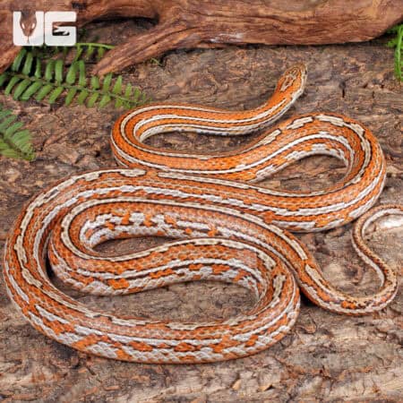 Adult Tessera Het Amel Cornsnake For Sale - Underground Reptiles