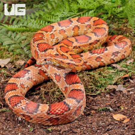 Okeetee Cornsnake resting on forest floor, showcasing vibrant orange and red pattern.