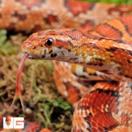 Okeetee Cornsnake, adult female, showcasing vibrant orange and black pattern.