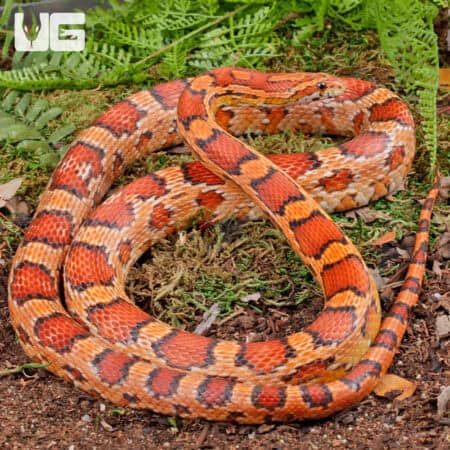 Okeetee Cornsnake in natural habitat, showcasing vibrant orange and black pattern.