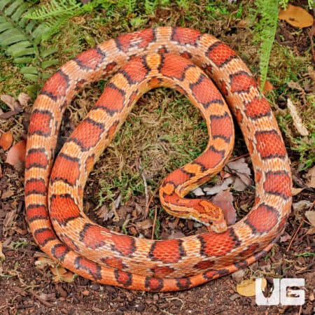 Okeetee Cornsnake, adult female, showcasing vibrant orange and black pattern.