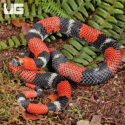 Adult Tricolor Hognose Snakes For Sale - Underground Reptiles