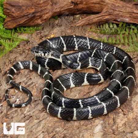 Axanthic Mangrove Snakes For Sale - Underground Reptiles