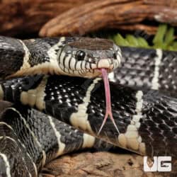 Axanthic Mangrove Snakes For Sale - Underground Reptiles