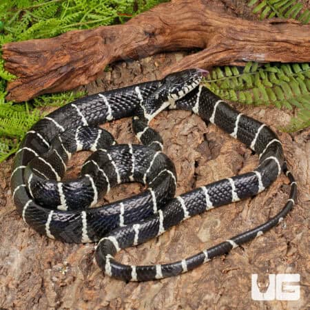 Axanthic Mangrove Snakes For Sale - Underground Reptiles