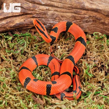 Baby Yunnan Mountain Ratsnakes For Sale - Underground Reptiles