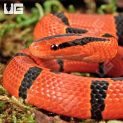 Baby Yunnan Mountain Ratsnakes For Sale - Underground Reptiles