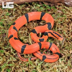 Baby Yunnan Mountain Ratsnakes For Sale - Underground Reptiles