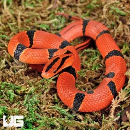 Baby Yunnan Mountain Ratsnakes For Sale - Underground Reptiles