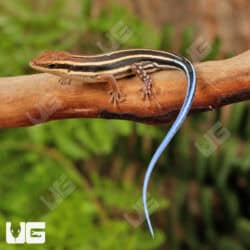 Blue Tailed Skinks For Sale - Underground Reptiles