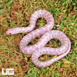 Baby Florida Kingsnakes For Sale - Underground Reptiles