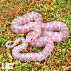 Baby Florida Kingsnakes For Sale - Underground Reptiles