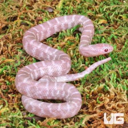 Baby Florida Kingsnakes For Sale - Underground Reptiles