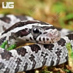 Baby Anery Cornsnakes (Pantherophis guttatus) For Sale - Underground Reptiles