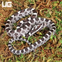 Baby Anery Cornsnakes (Pantherophis guttatus) For Sale - Underground Reptiles