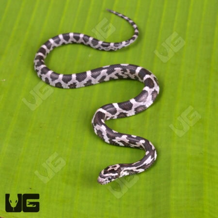 Baby Anery Okeetee Cornsnakes For Sale - Underground Reptiles