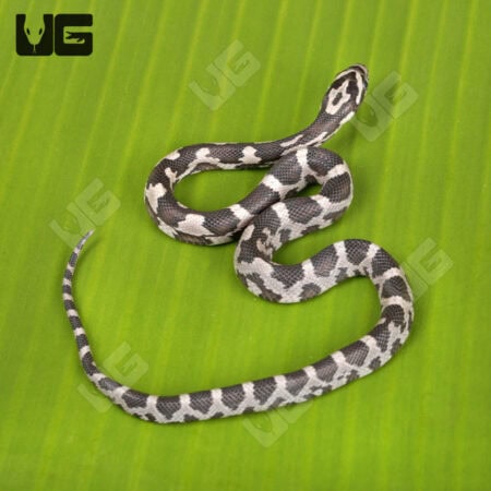 Baby Anery Okeetee Cornsnakes For Sale - Underground Reptiles
