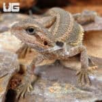Baby Translucent Bearded Dragons For Sale - Underground Reptiles