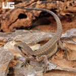 Baby Translucent Bearded Dragons For Sale - Underground Reptiles