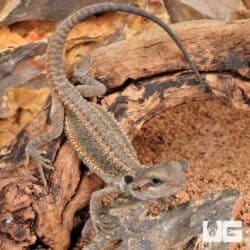 Baby Translucent Bearded Dragons For Sale - Underground Reptiles