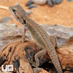 Baby Translucent Bearded Dragons For Sale - Underground Reptiles