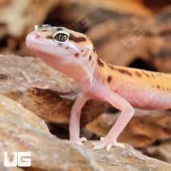 Baby Enigma Leopard Geckos For Sale - Underground Reptiles