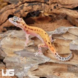 Baby Enigma Leopard Geckos For Sale - Underground Reptiles