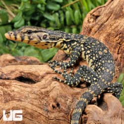 Javan Water Monitors (Varanus salvator) For Sale - Underground Reptiles