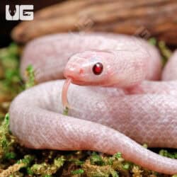 Baby Jelly Ghost Kingsnake For Sale - Underground Reptiles