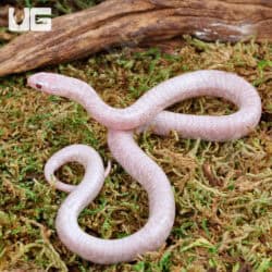 Baby Jelly Ghost Kingsnake For Sale - Underground Reptiles