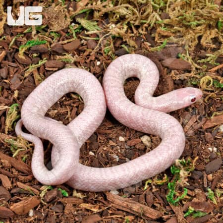 Baby Jelly Ghost Kingsnake For Sale - Underground Reptiles