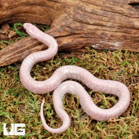 Baby Jelly Ghost Kingsnake For Sale - Underground Reptiles