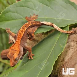 Baby Red Phantom Crested Geckos For Sale - Underground Reptiles