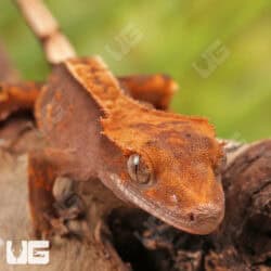 Baby Red Phantom Crested Geckos For Sale - Underground Reptiles