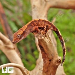 Baby Red Tiger Crested Gecko Gecko For Sale - Underground Reptiles