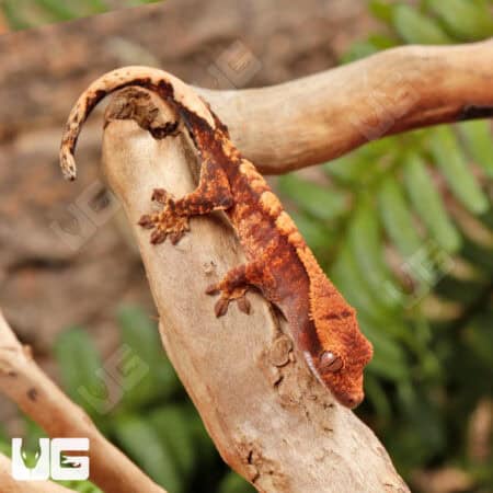Baby Red Tiger Crested Gecko Gecko For Sale - Underground Reptiles