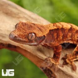 Baby Red Tiger Crested Gecko Gecko For Sale - Underground Reptiles