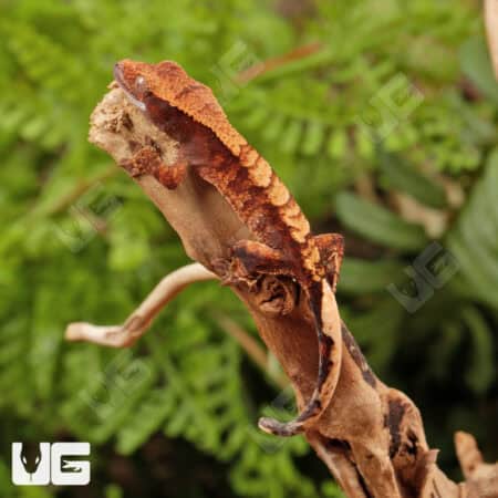 Baby Red Tiger Crested Gecko Gecko For Sale - Underground Reptiles