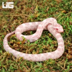 Baby Snow Cornsnakes For Sale - Underground Reptiles