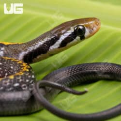 Baby Vietnamese Black Copper Ratsnake For Sale - Underground Reptiles