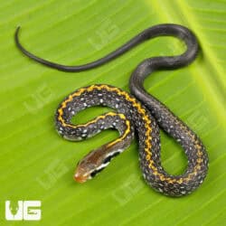 Baby Vietnamese Black Copper Ratsnake For Sale - Underground Reptiles