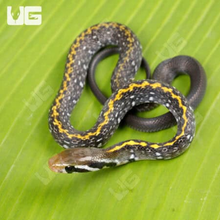 Baby Vietnamese Black Copper Ratsnake For Sale - Underground Reptiles