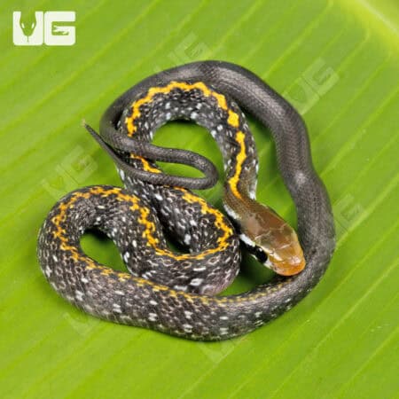 Baby Vietnamese Black Copper Ratsnake For Sale - Underground Reptiles