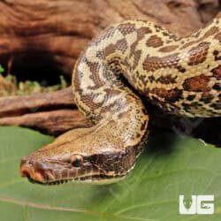 Batik Blood Pythons (Python brongersmai) For Sale - Underground Reptiles