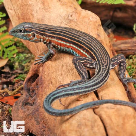 Close-up of a Blackbelly Racerunner lizard on wood, showcasing vibrant stripes.