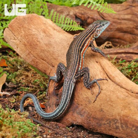 Racerunner lizard on wood in natural habitat.