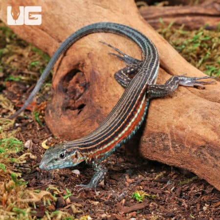 Racerunner lizard with striped pattern on a log in natural habitat.